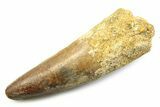 Fossil Spinosaurus Tooth - Real Fossil Tooth #357686-1